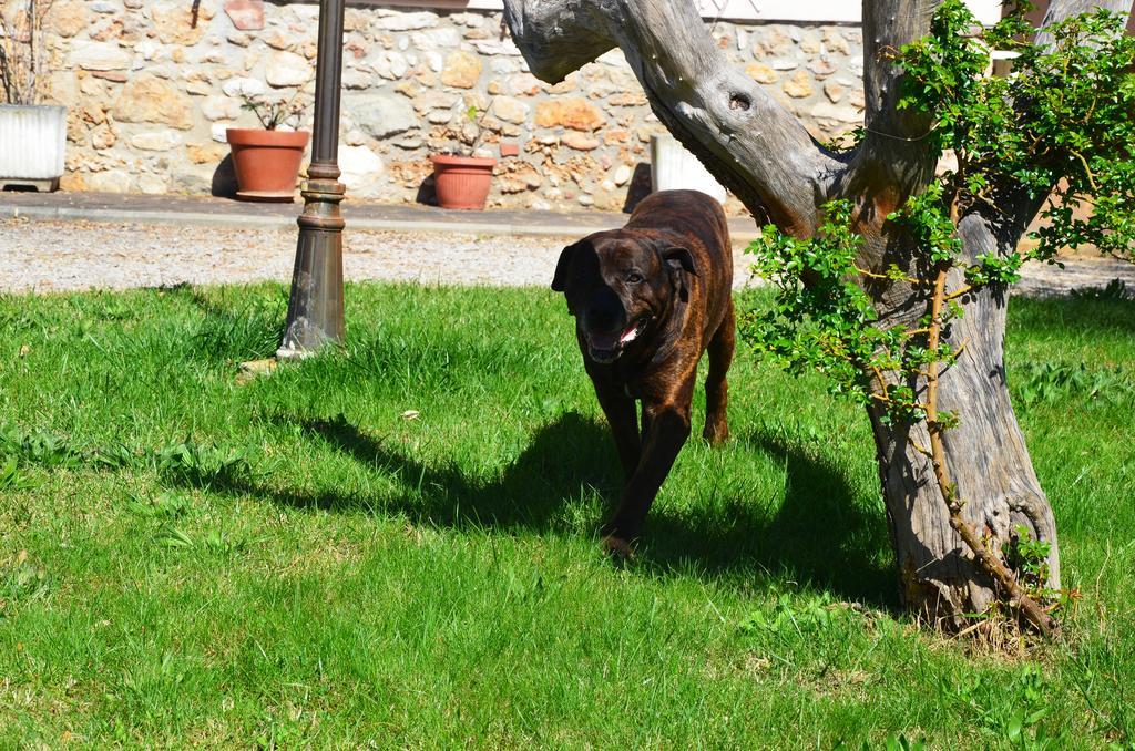 Agriturismo Masseto Hotel Campiglia Marittima Camera foto